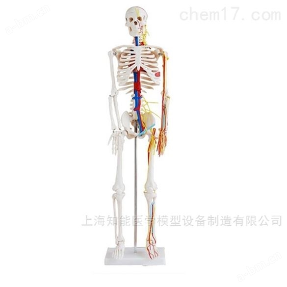 销售人体骨骼模型厂家